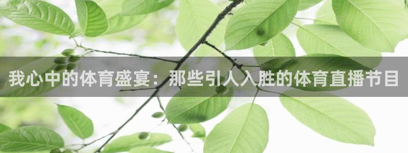 新球体育篮球比分